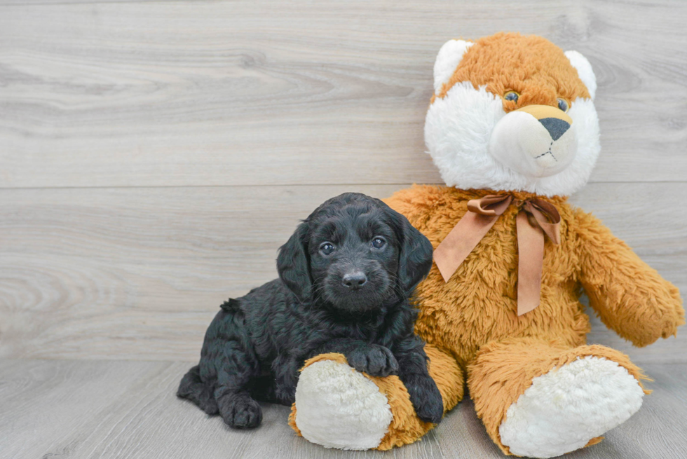 Petite Mini Goldendoodle Poodle Mix Pup