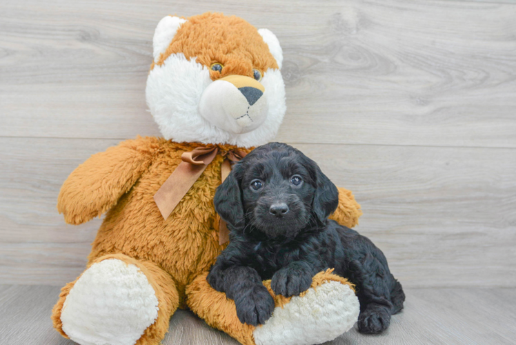 Mini Goldendoodle Pup Being Cute