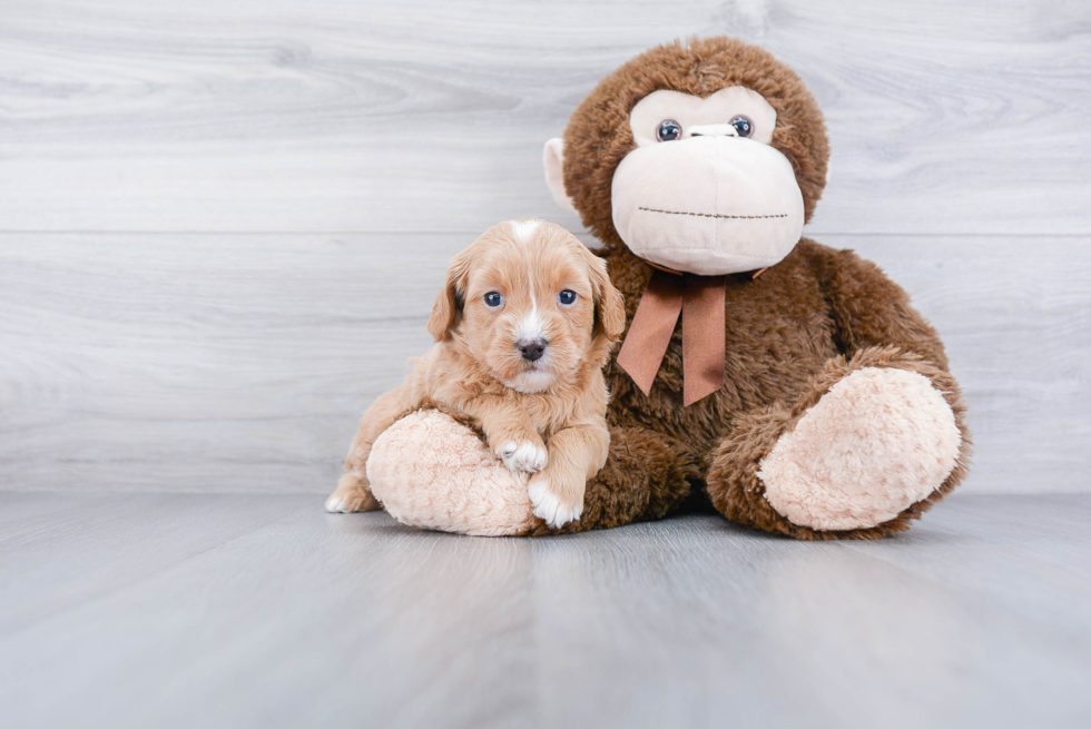 Little Golden Retriever Poodle Mix Puppy