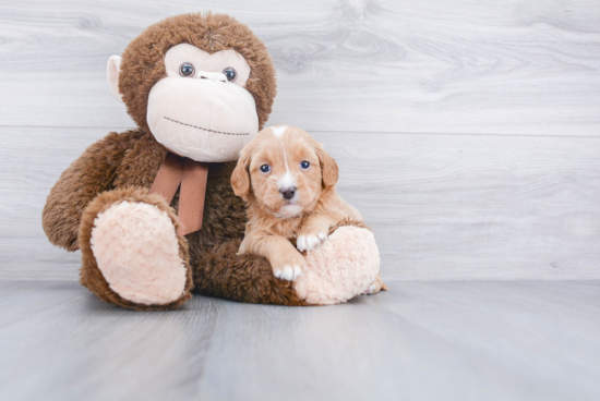 Playful Golden Retriever Poodle Mix Puppy