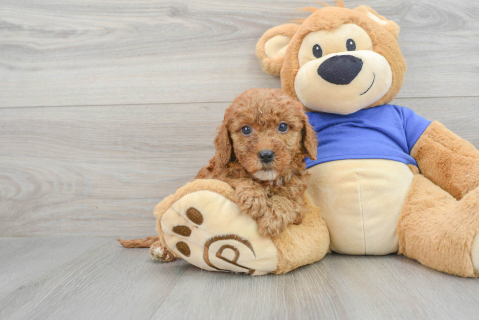 Friendly Mini Goldendoodle Baby