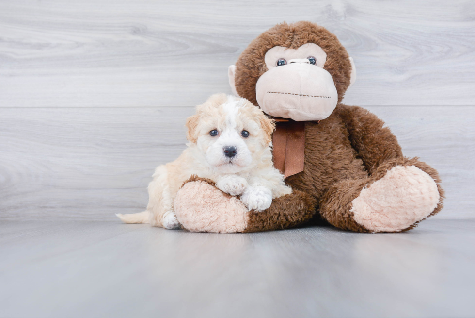 Popular Mini Goldendoodle Poodle Mix Pup