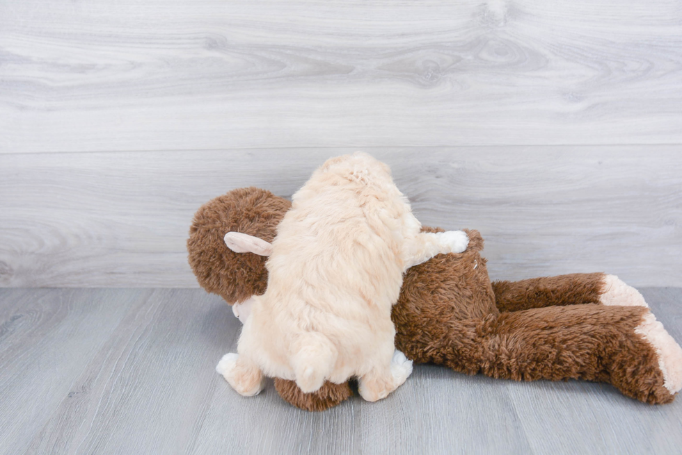 Mini Goldendoodle Pup Being Cute