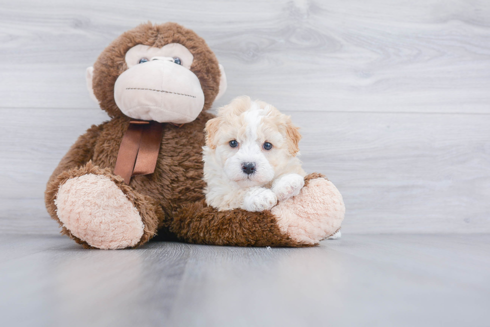 Petite Mini Goldendoodle Poodle Mix Pup