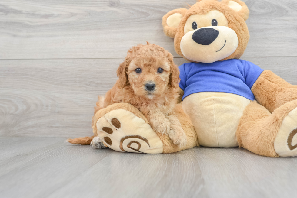 Best Mini Goldendoodle Baby