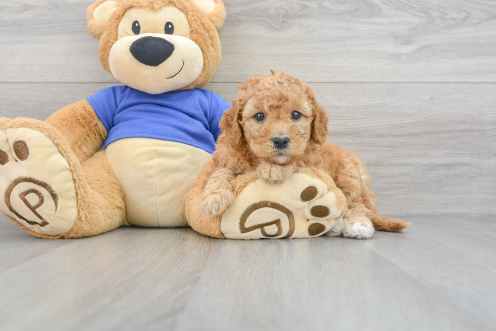 Little Golden Retriever Poodle Mix Puppy