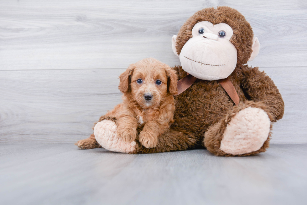 Happy Mini Goldendoodle Baby