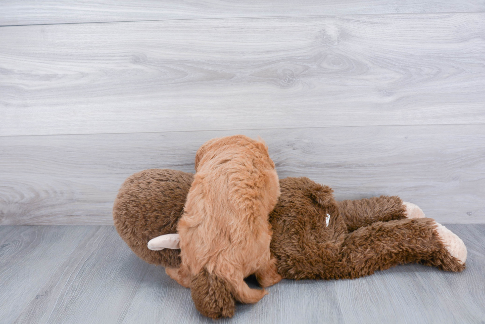 Friendly Mini Goldendoodle Baby