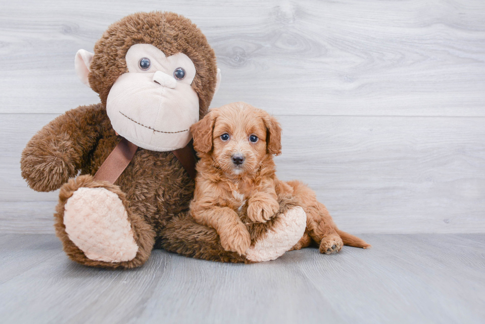 Hypoallergenic Golden Retriever Poodle Mix Puppy