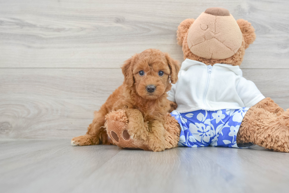 Best Mini Goldendoodle Baby