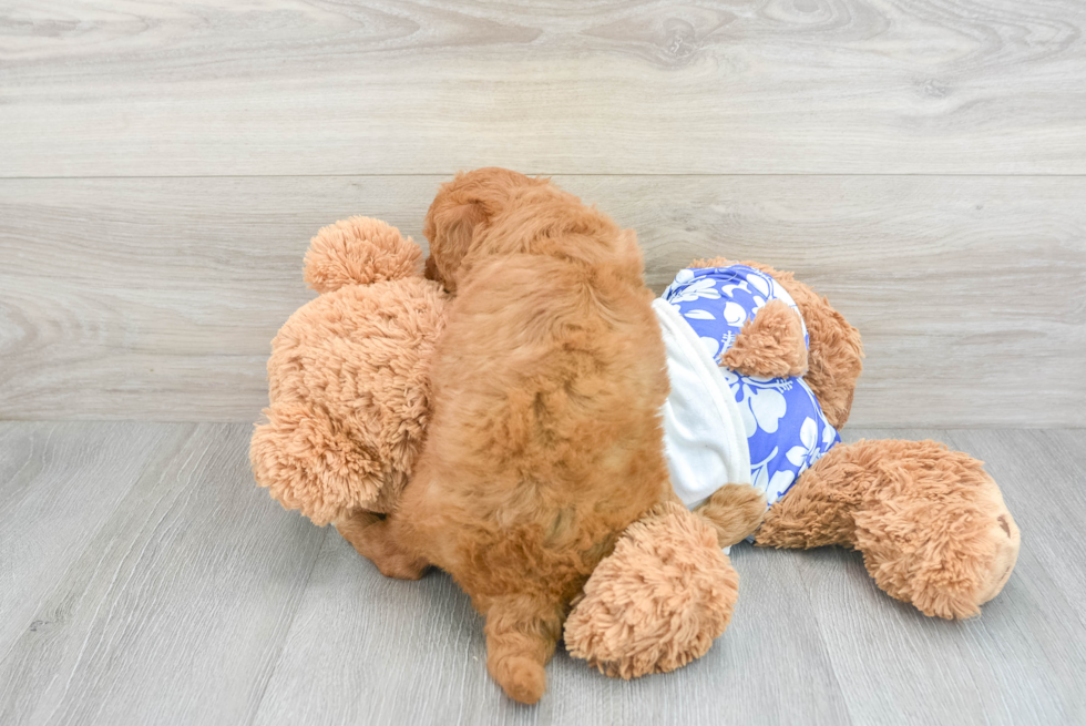 Adorable Golden Retriever Poodle Mix Puppy