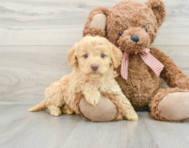 8 week old Mini Goldendoodle Puppy For Sale - Premier Pups