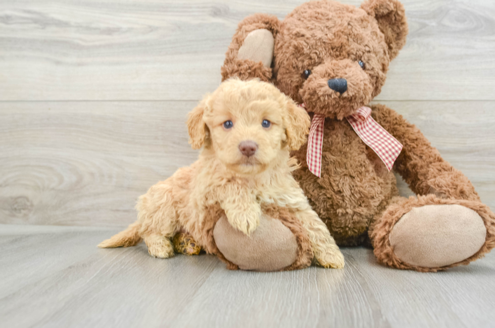 6 week old Mini Goldendoodle Puppy For Sale - Premier Pups