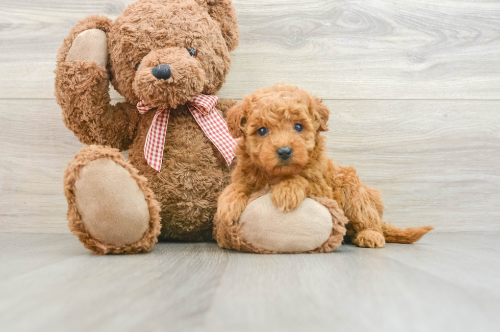 6 week old Mini Goldendoodle Puppy For Sale - Premier Pups