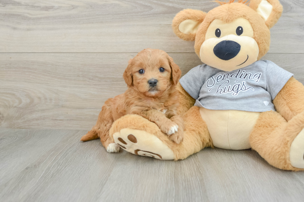 Playful Mini Groodle Poodle Mix Puppy