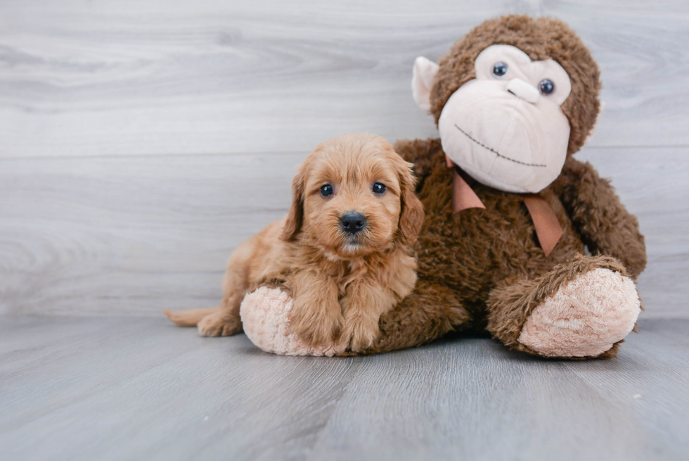 Small Mini Goldendoodle Baby