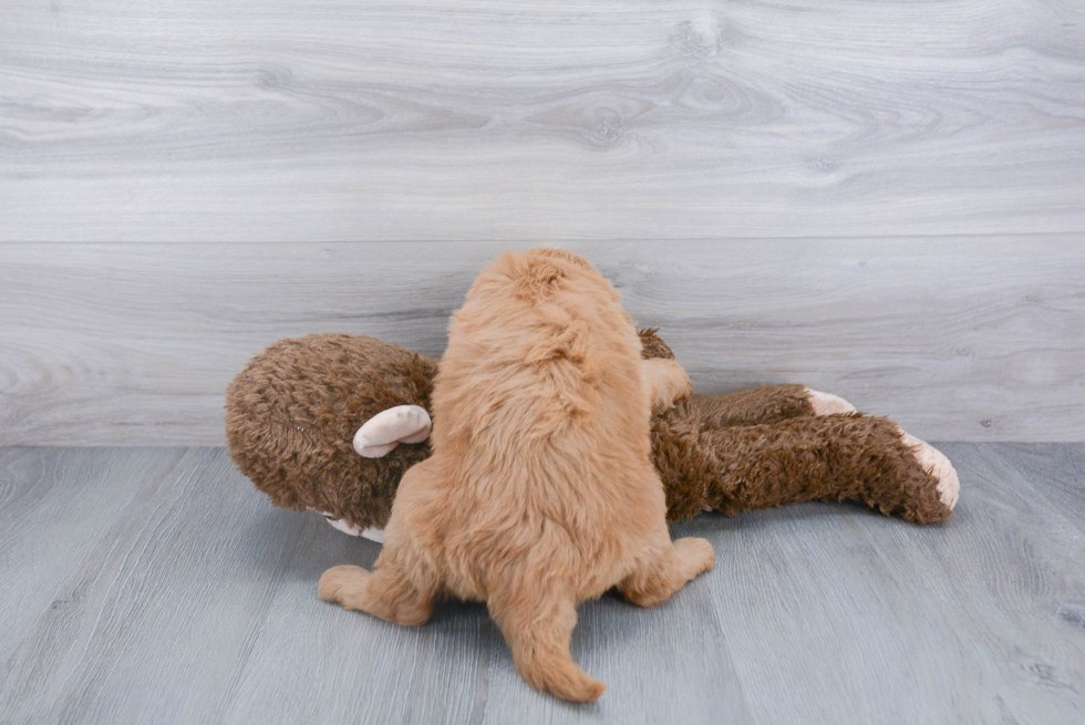 Fluffy Mini Goldendoodle Poodle Mix Pup