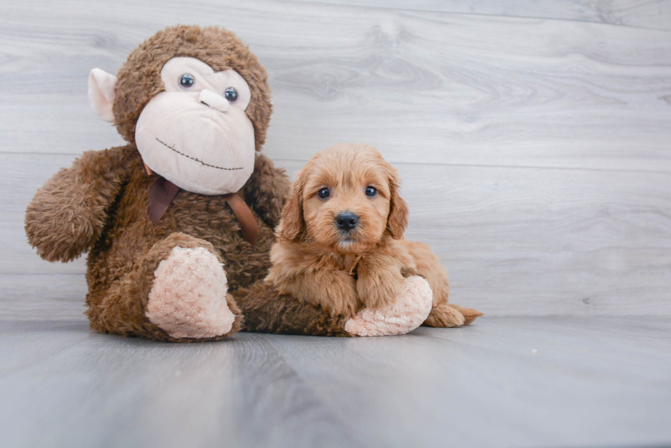 Best Mini Goldendoodle Baby