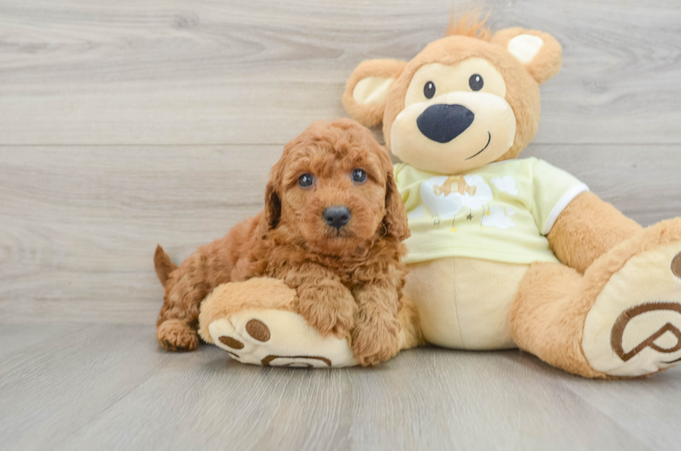 7 week old Mini Goldendoodle Puppy For Sale - Premier Pups