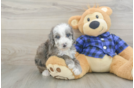 Small Mini Goldendoodle Baby