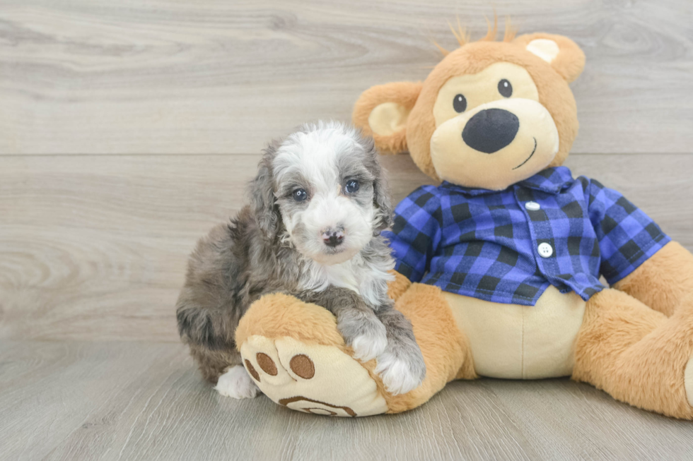 Small Mini Goldendoodle Baby