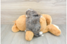 Popular Mini Goldendoodle Poodle Mix Pup