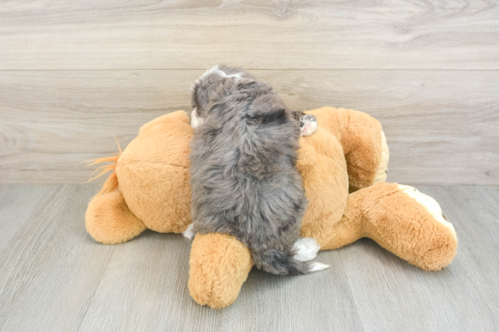 Popular Mini Goldendoodle Poodle Mix Pup