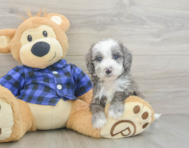 8 week old Mini Goldendoodle Puppy For Sale - Premier Pups