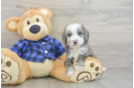 Mini Goldendoodle Puppy for Adoption