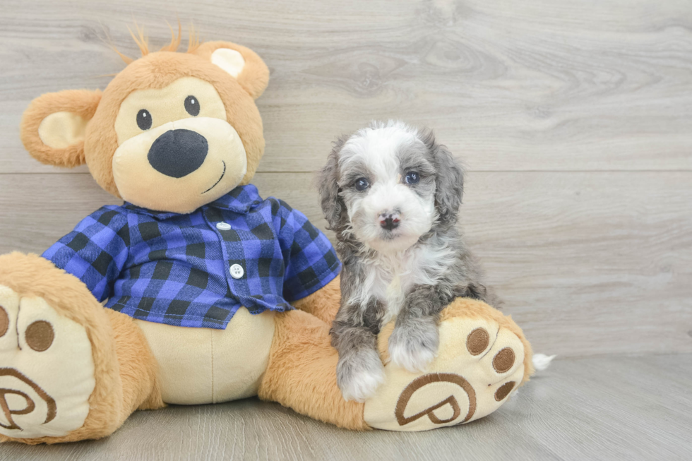 Mini Goldendoodle Puppy for Adoption