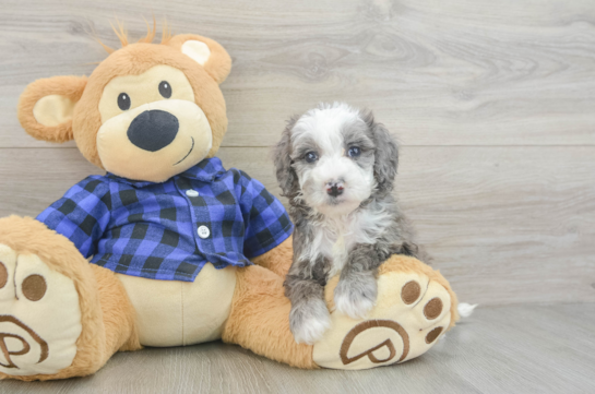 Mini Goldendoodle Puppy for Adoption