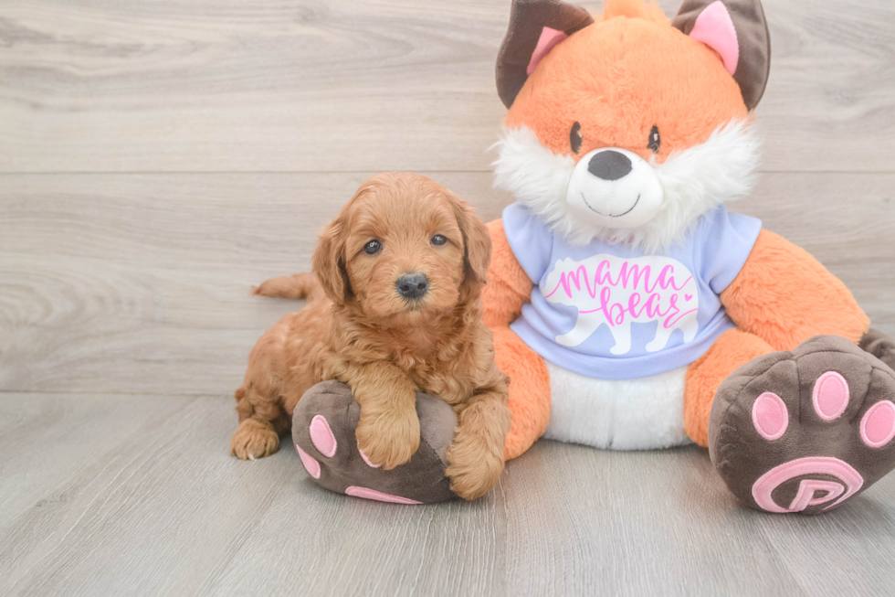 Meet Anabelle - our Mini Goldendoodle Puppy Photo  2/3 - Premier Pups Hypoallergenic Mini Goldiepoo Poodle Mix Puppy