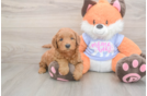 Meet Anabelle - our Mini Goldendoodle Puppy Photo  2/3 - Premier Pups Hypoallergenic Mini Goldiepoo Poodle Mix Puppy