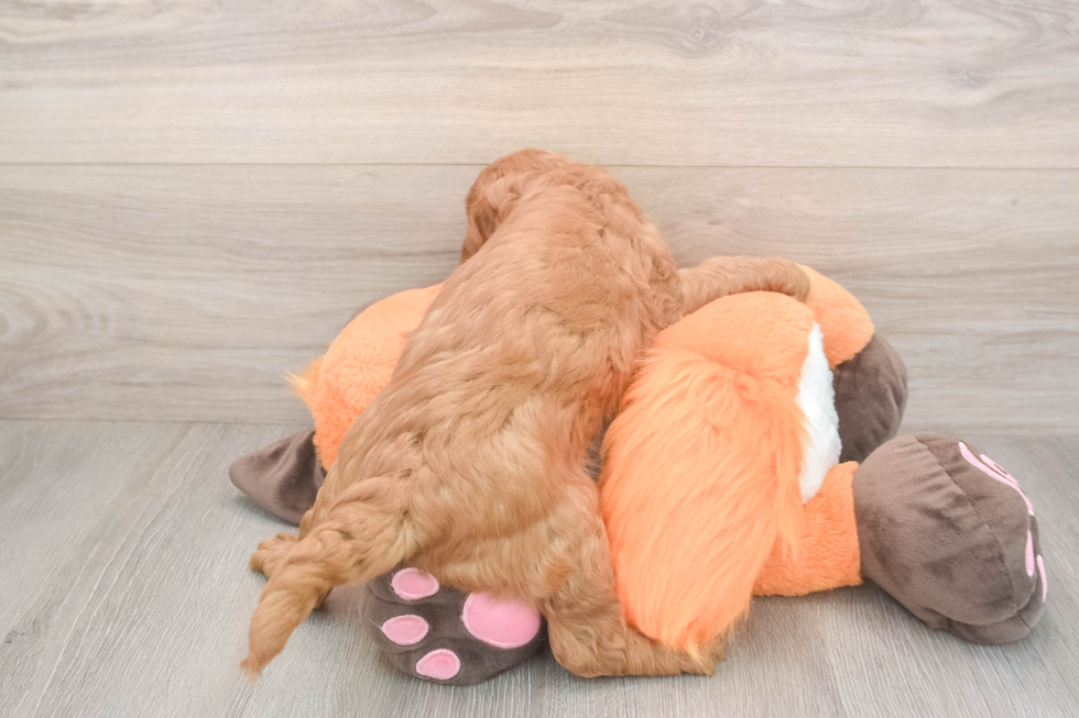 Meet Anabelle - our Mini Goldendoodle Puppy Photo  3/3 - Premier Pups Mini Goldendoodle Pup Being Cute