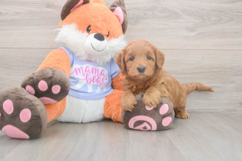 Meet Anabelle - our Mini Goldendoodle Puppy Photo  1/3 - Premier Pups Sweet Mini Goldendoodle Baby