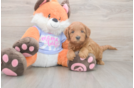 Meet Anabelle - our Mini Goldendoodle Puppy Photo  1/3 - Premier Pups Sweet Mini Goldendoodle Baby