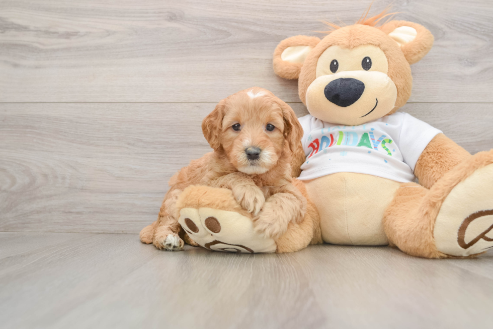 Mini Goldendoodle Puppy for Adoption