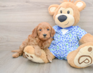 8 week old Mini Goldendoodle Puppy For Sale - Premier Pups