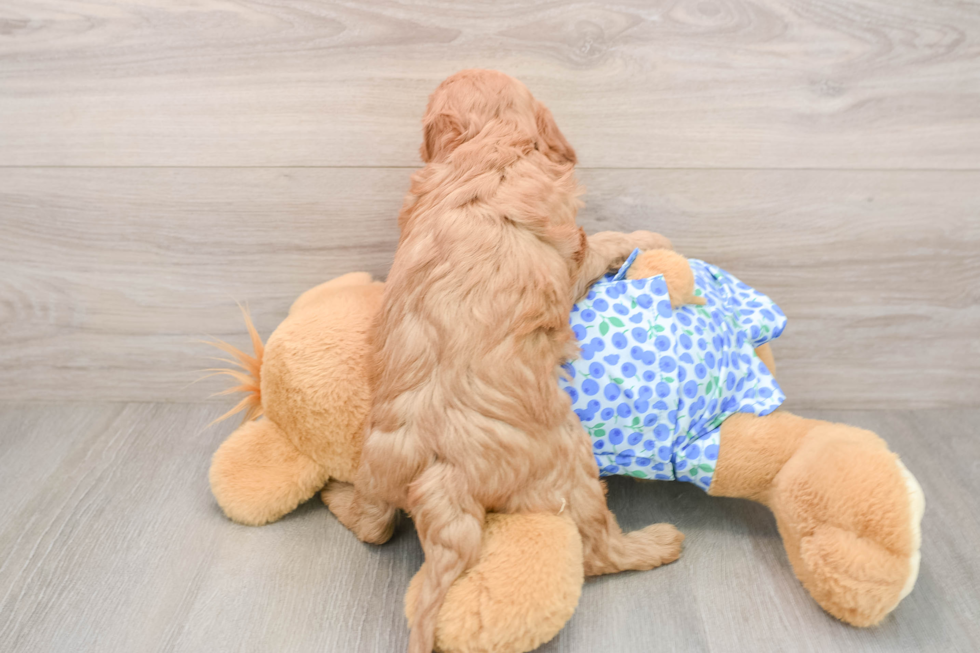 Mini Goldendoodle Puppy for Adoption