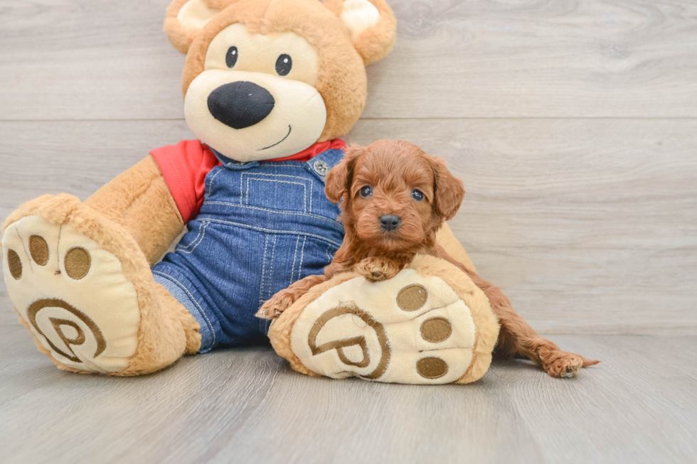 Cute Mini Goldendoodle Baby
