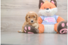 Energetic Golden Doodle Poodle Mix Puppy