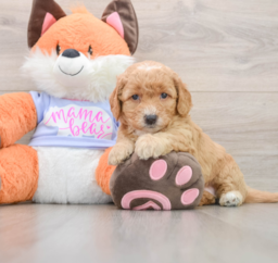 6 week old Mini Goldendoodle Puppy For Sale - Premier Pups