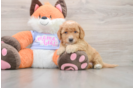 Friendly Mini Goldendoodle Baby