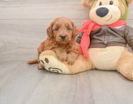 6 week old Mini Goldendoodle Puppy For Sale - Premier Pups