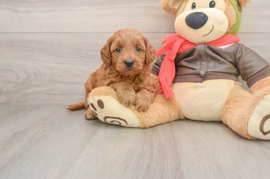 Best Mini Goldendoodle Baby