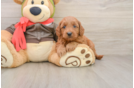Mini Goldendoodle Pup Being Cute