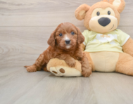 5 week old Mini Goldendoodle Puppy For Sale - Premier Pups