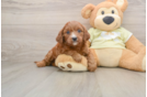 Happy Mini Goldendoodle Baby