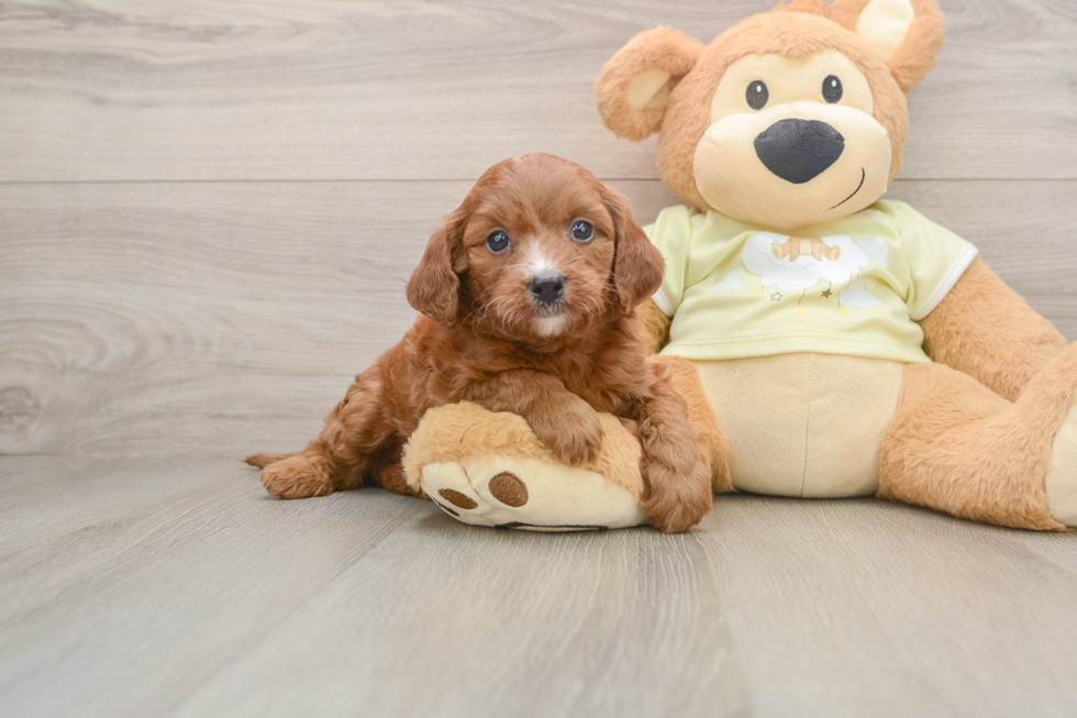 Happy Mini Goldendoodle Baby