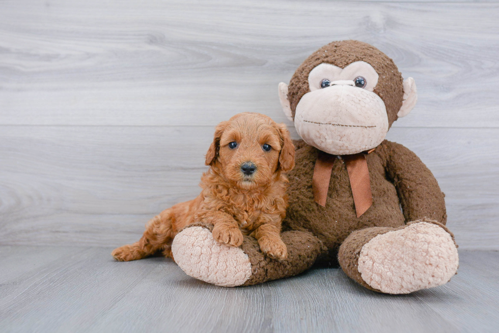 Best Mini Goldendoodle Baby